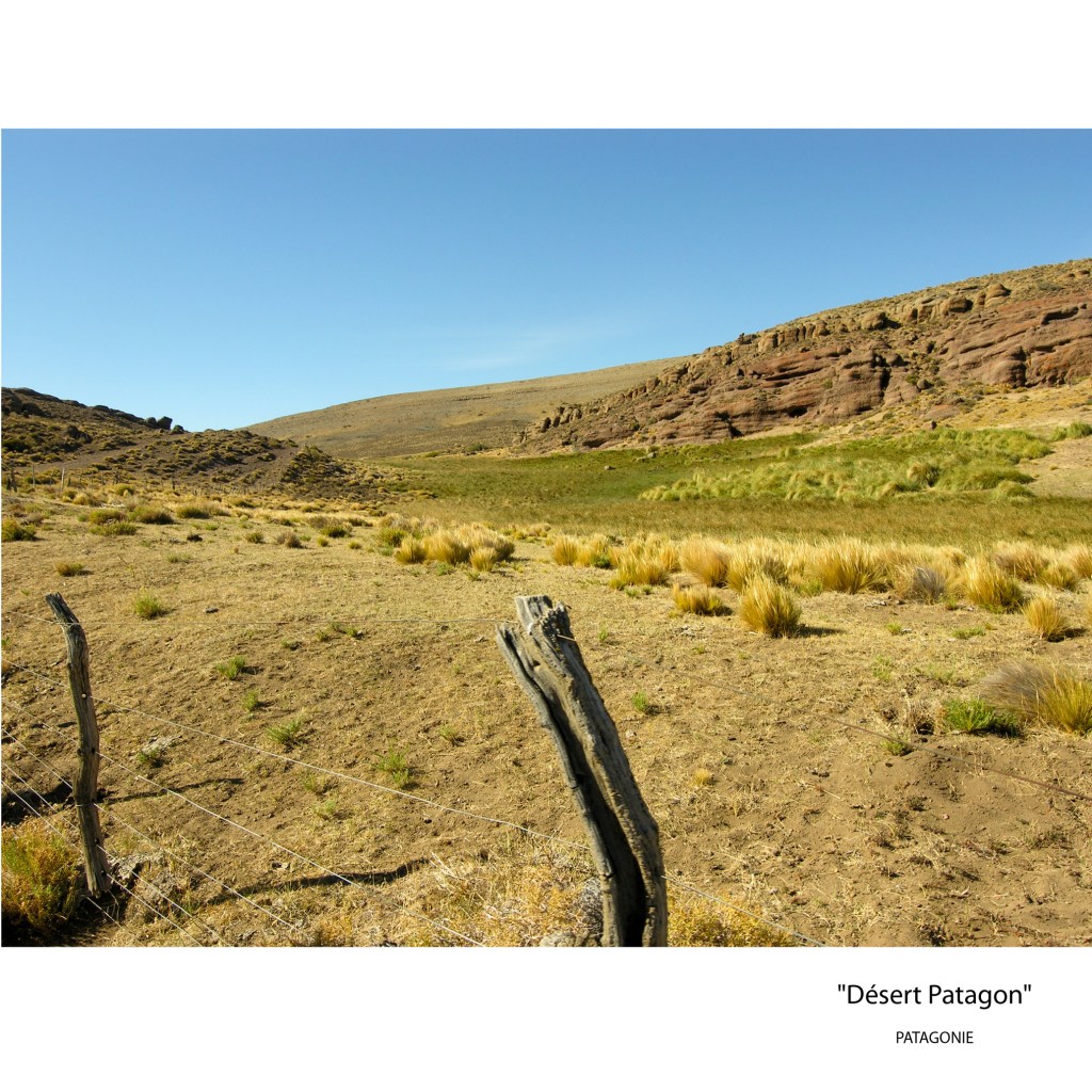 desert patagon